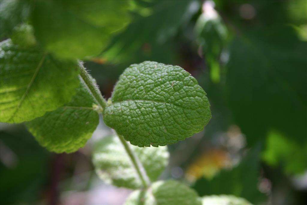 Mentha suaveolens (door Niels Jeurink)