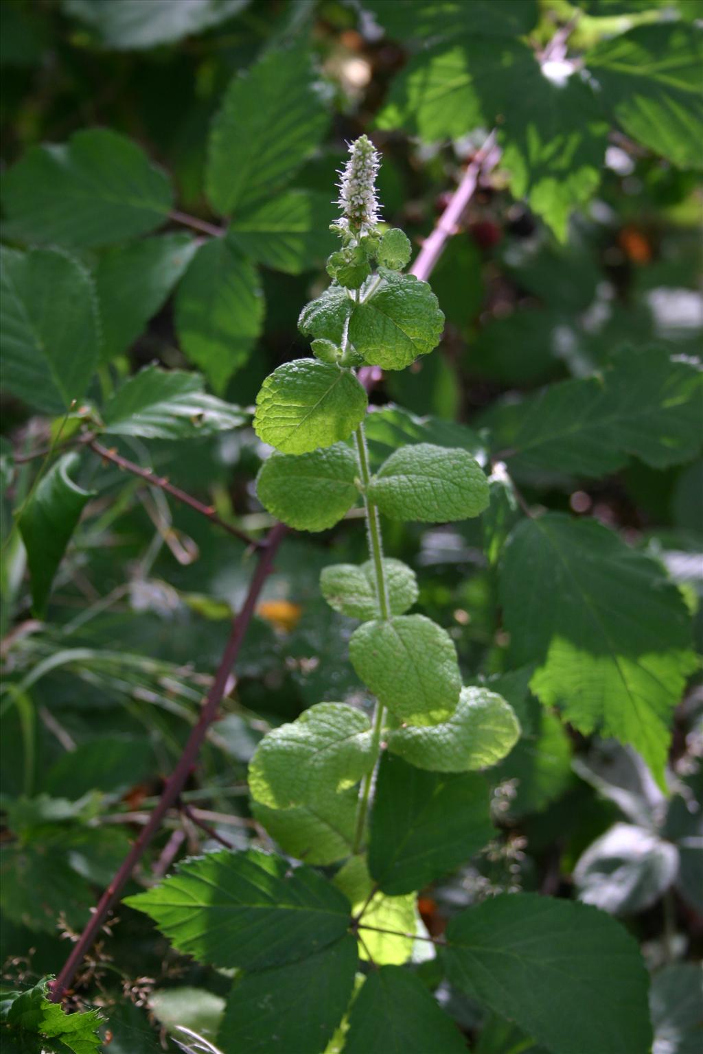 Mentha suaveolens (door Niels Jeurink)