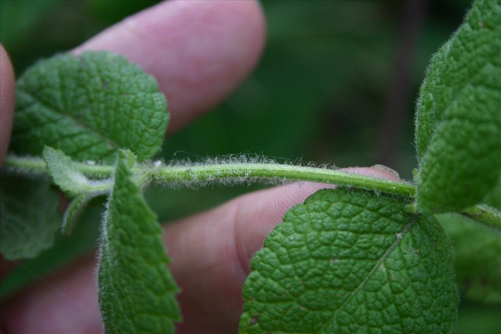 Mentha suaveolens (door Niels Jeurink)