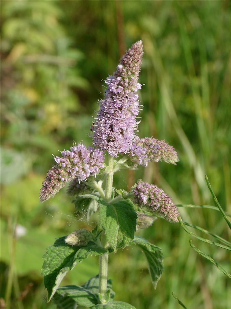 Mentha x rotundifolia (door Adrie van Heerden)