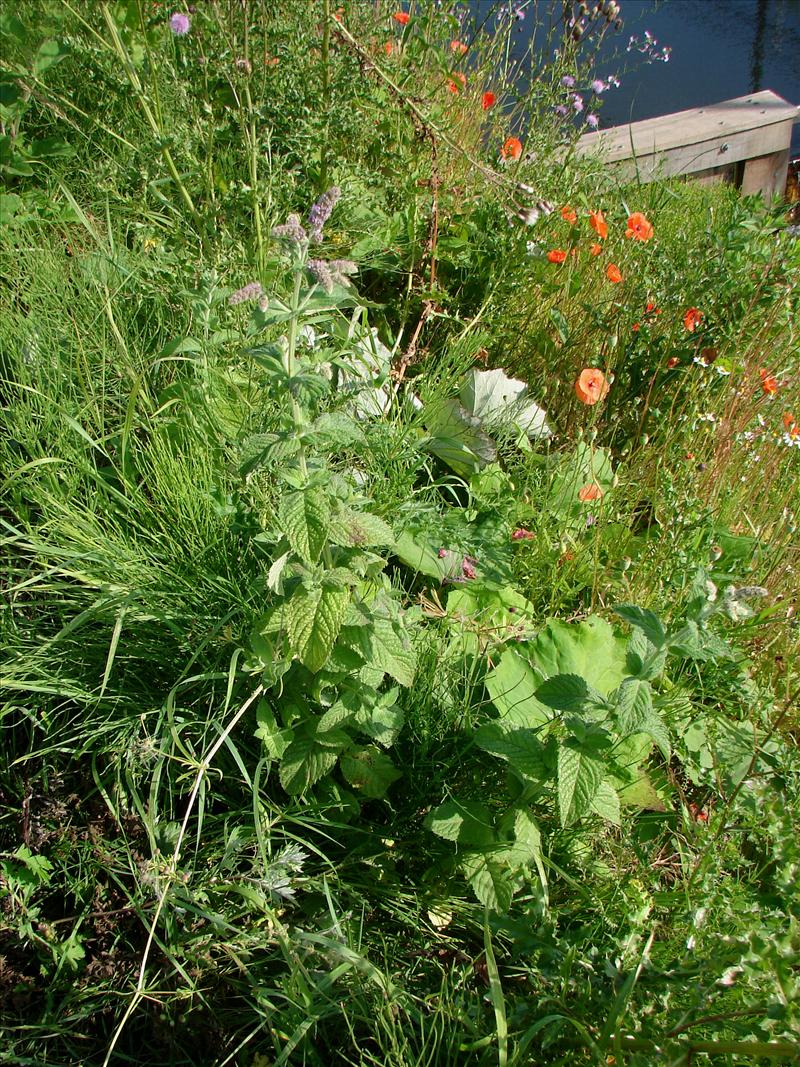 Mentha x rotundifolia (door Adrie van Heerden)