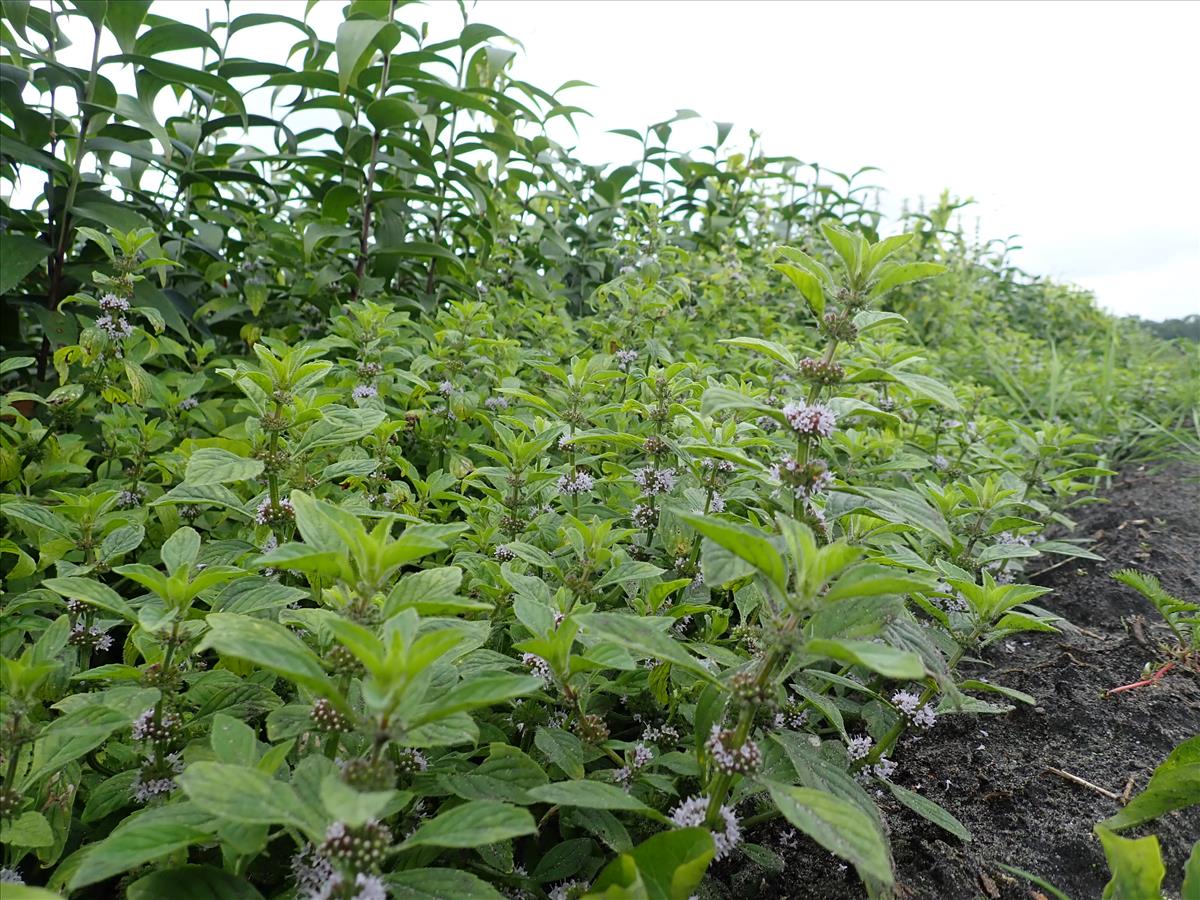 Mentha arvensis (door Edwin Dijkhuis)