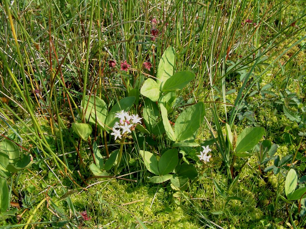 Menyanthes trifoliata (door Adrie van Heerden)