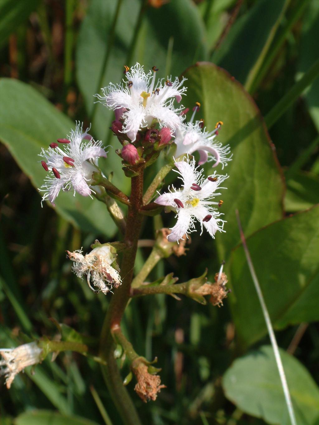 Menyanthes trifoliata (door Adrie van Heerden)