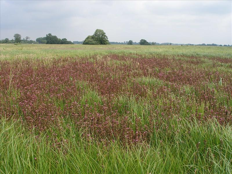 Pedicularis palustris (door Piet Bremer )