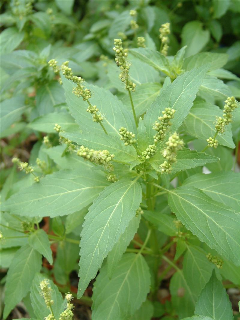 Mercurialis annua (door Adrie van Heerden)