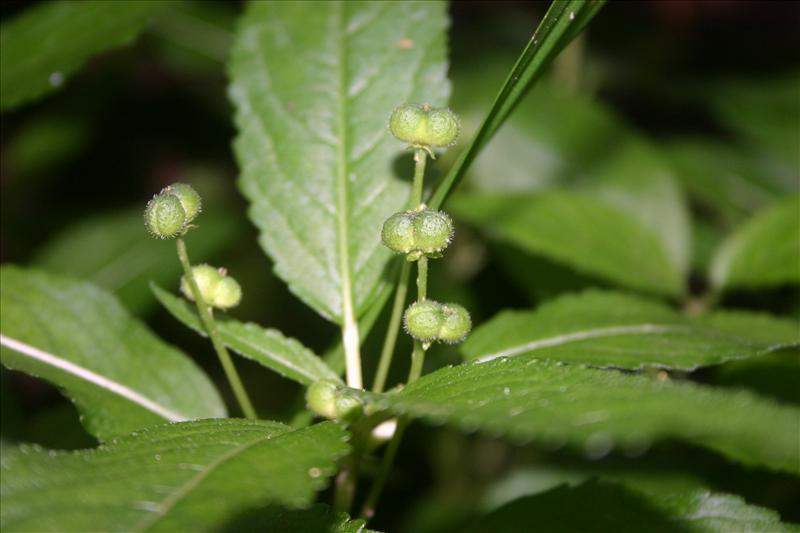 Mercurialis perennis (door Niels Jeurink)