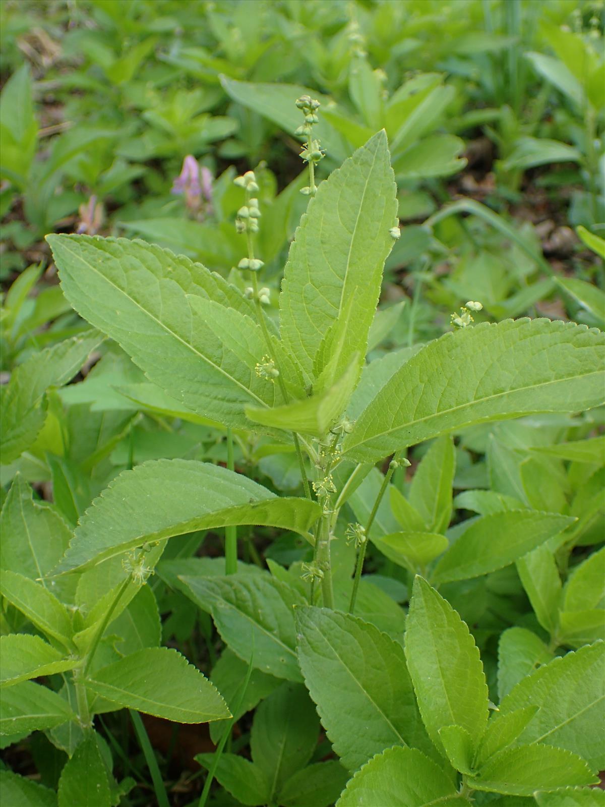 Mercurialis perennis (door Adrie van Heerden)