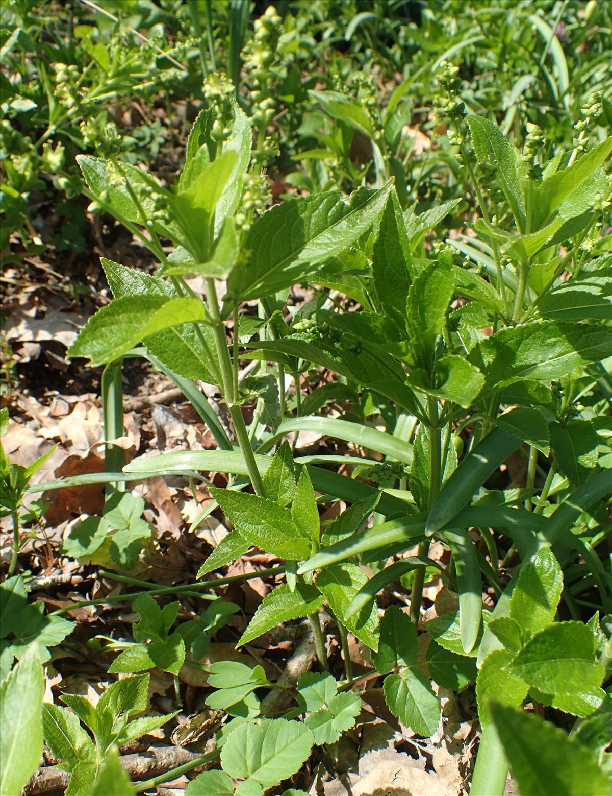 Mercurialis perennis (door Adrie van Heerden)