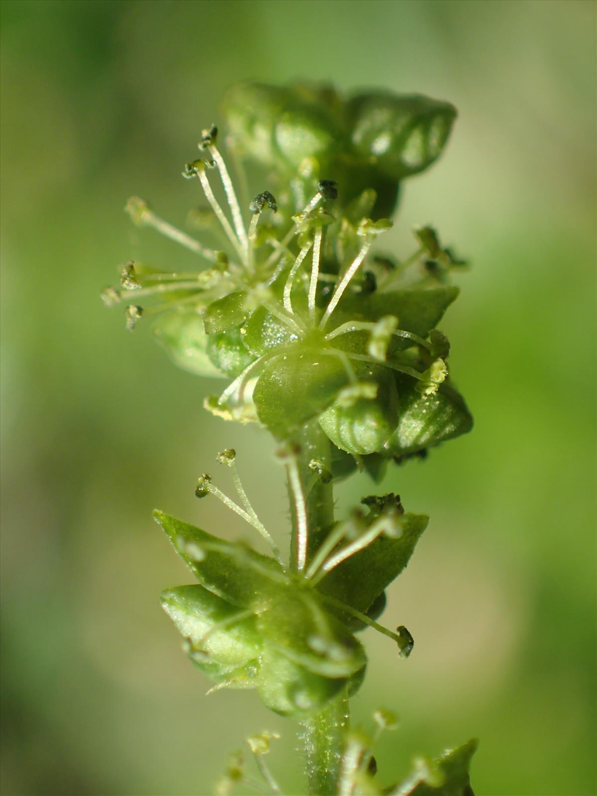 Mercurialis perennis (door Adrie van Heerden)