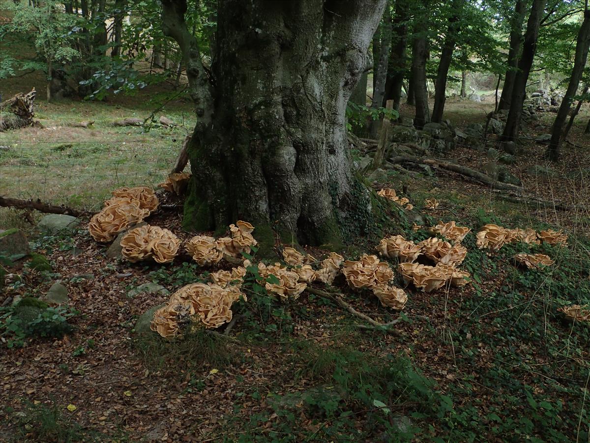 Meripilus giganteus (door Cora van der Plaats)