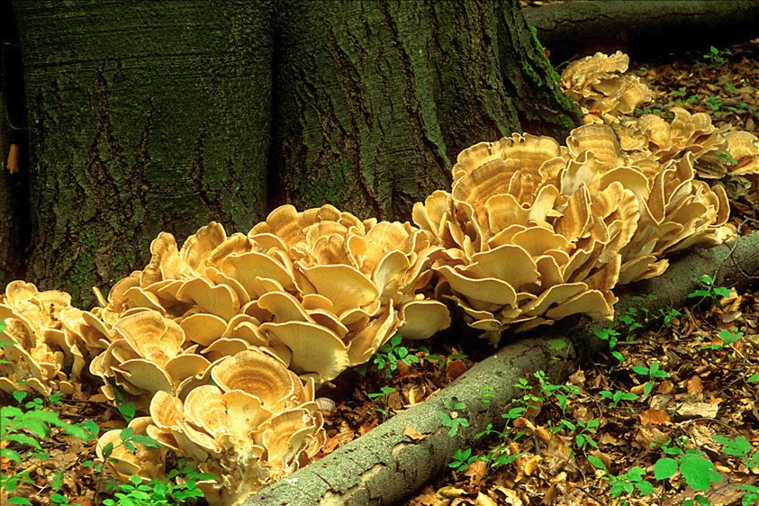 Meripilus giganteus (door Henk Huijser)