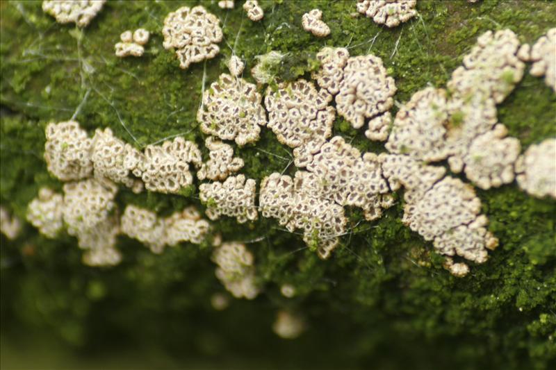 Merismodes confusa (door Jan Cremers)