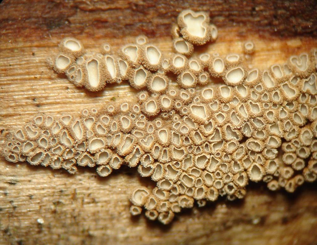 Merismodes confusa (door Anneke van der Putte)