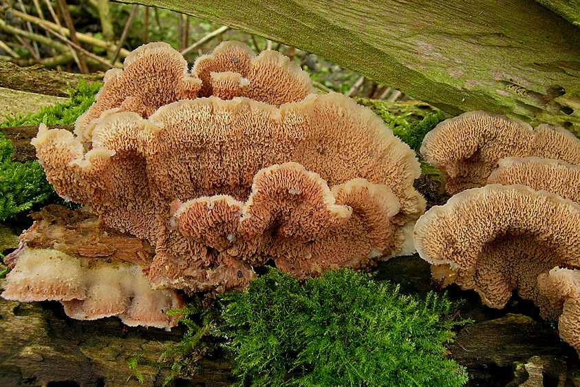 Phlebia tremellosa (door Henk Huijser)