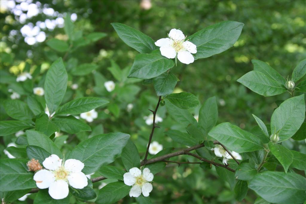 Mespilus germanica (door Pieter Stolwijk)