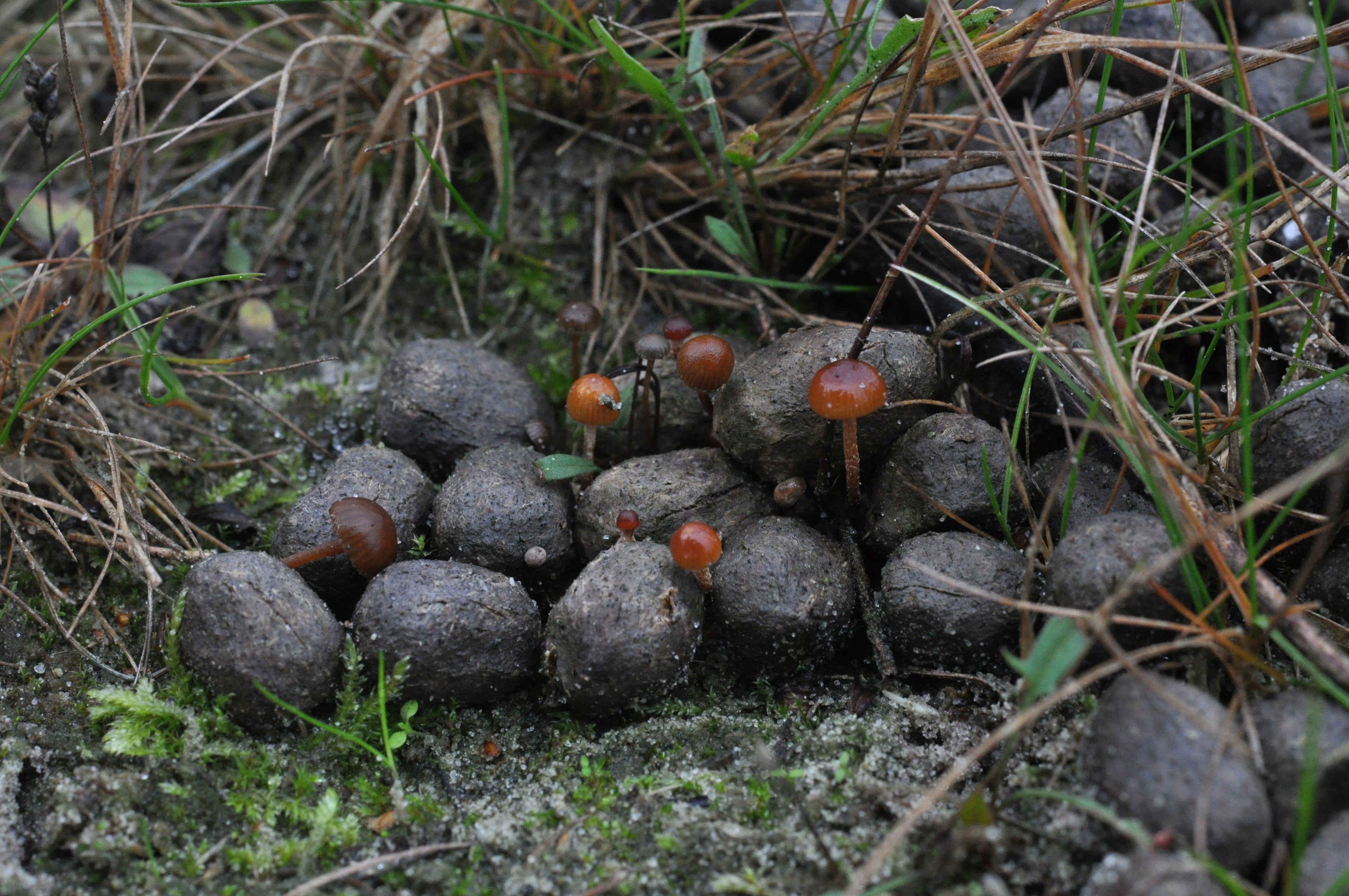 Deconica coprophila (door Loes van Gorp)