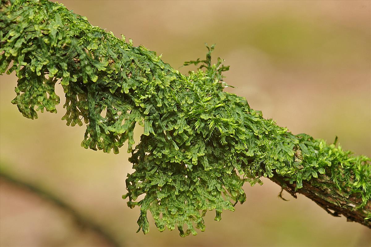 Metzgeria furcata (door Jan Kersten)