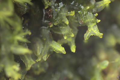 Metzgeria fruticulosa (door Klaas van der Veen)