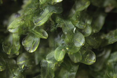 Metzgeria furcata (door Klaas van der Veen)