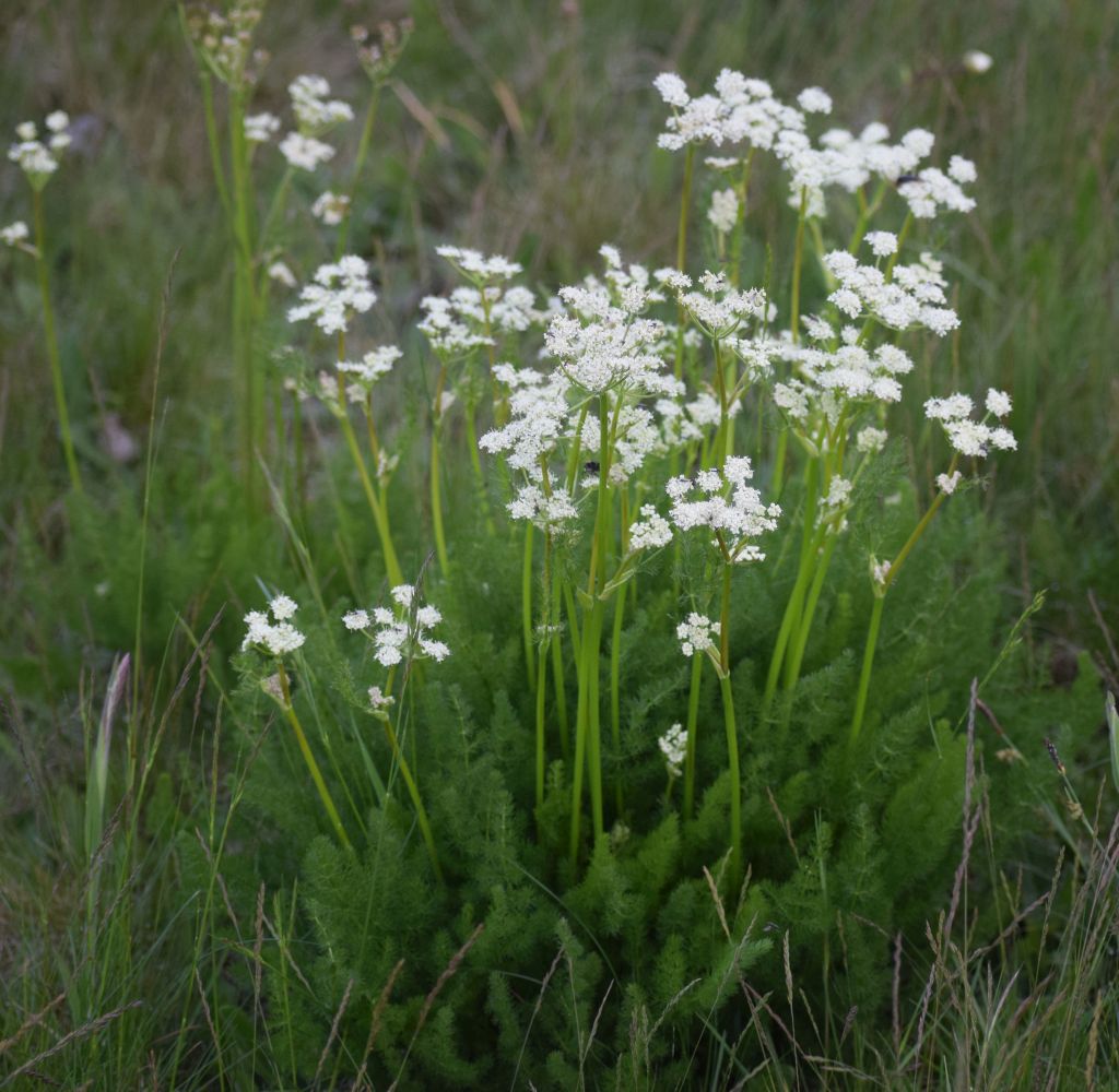 Meum athamanticum (door Pieter Stolwijk)