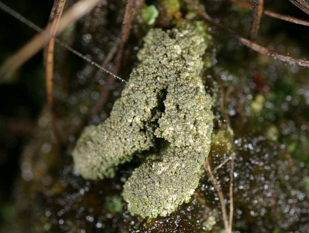 Micarea leprosula (door Christophe Brochard)