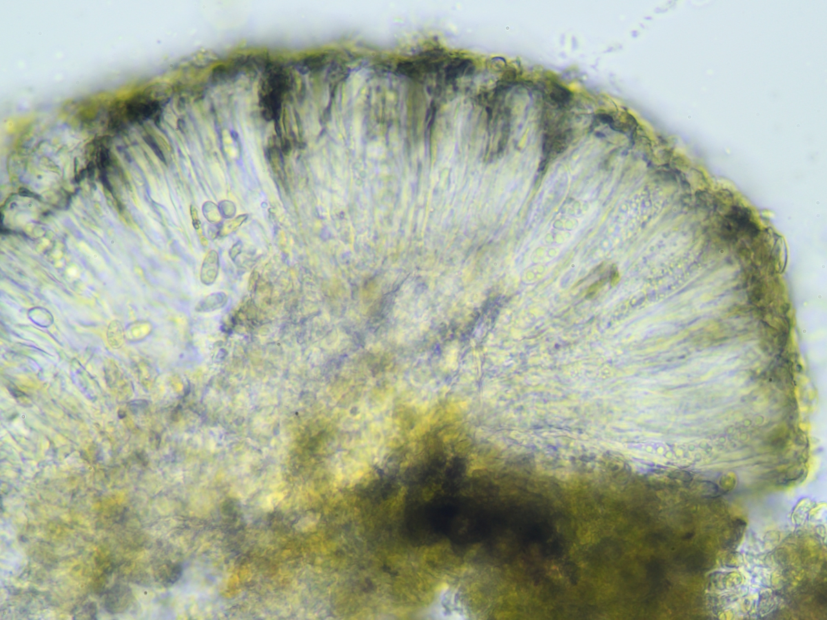 Micarea misella (door Henk-Jan van der Kolk)