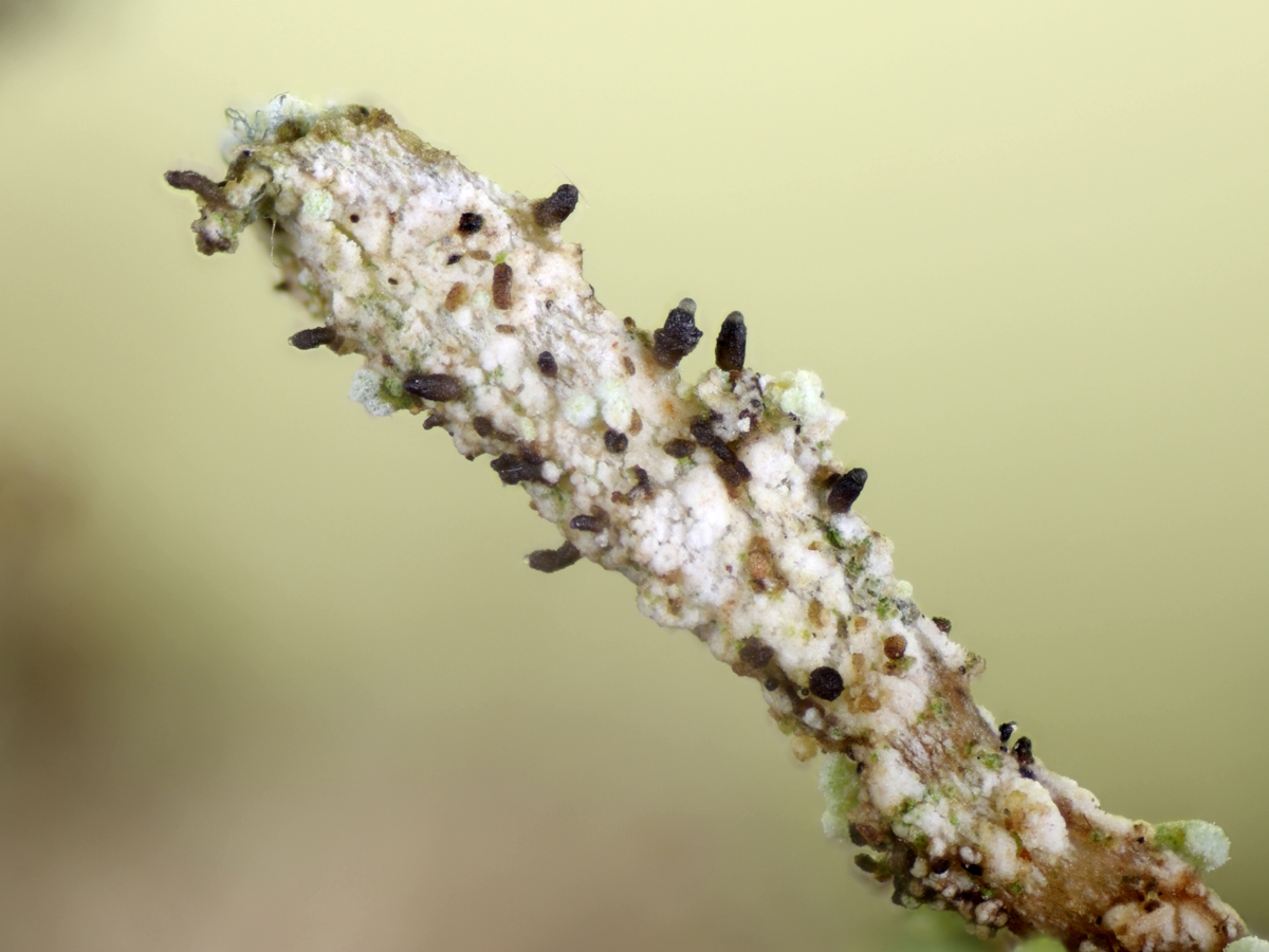 Micarea misella (door Henk-Jan van der Kolk)