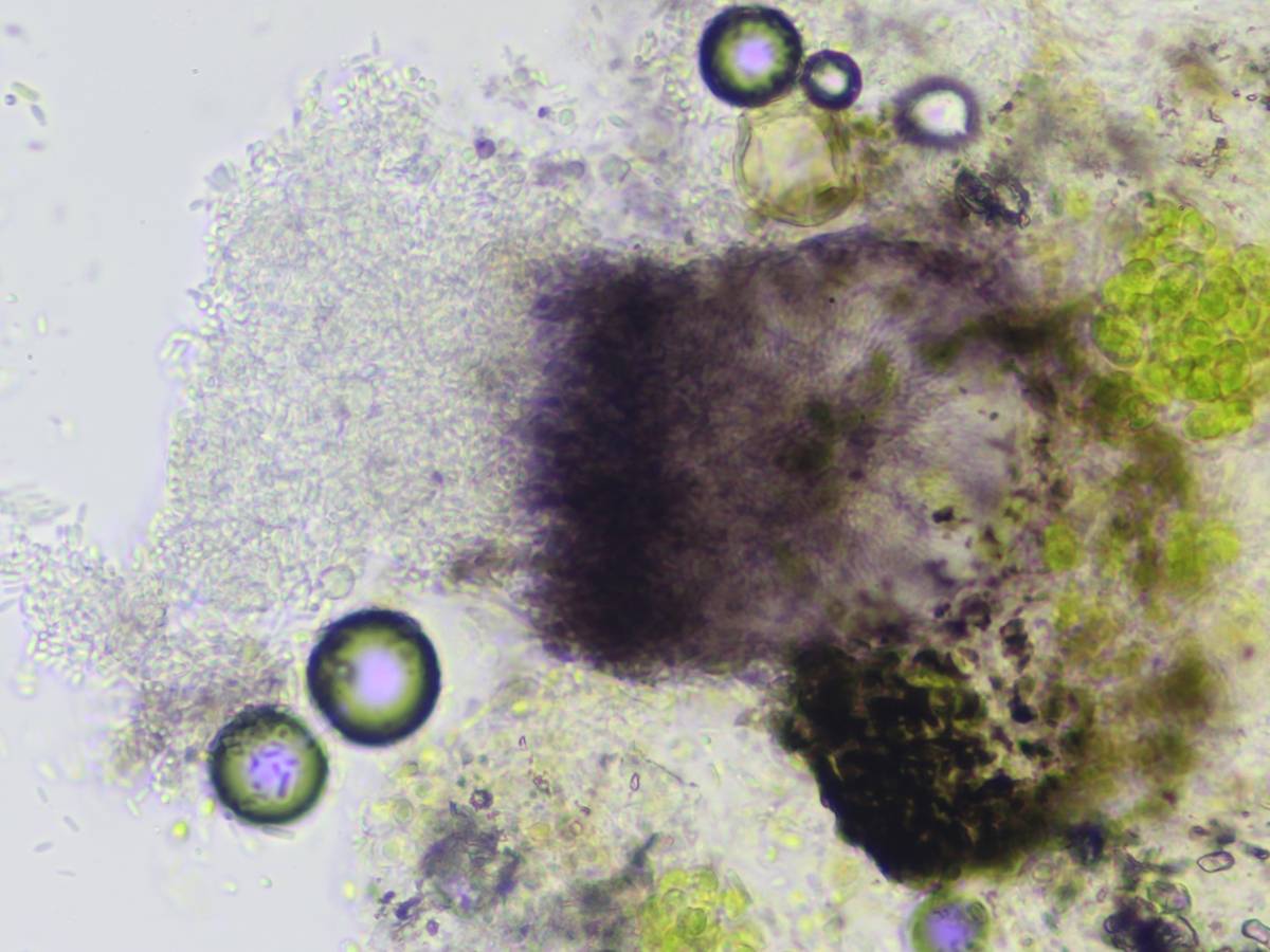 Micarea misella (door Henk-Jan van der Kolk)