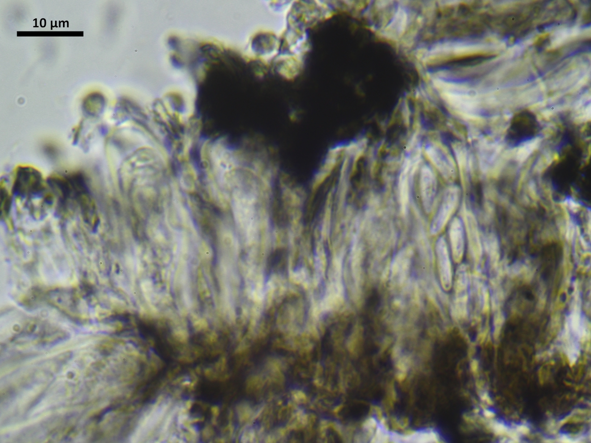 Micarea nigella (door Henk-Jan van der Kolk)