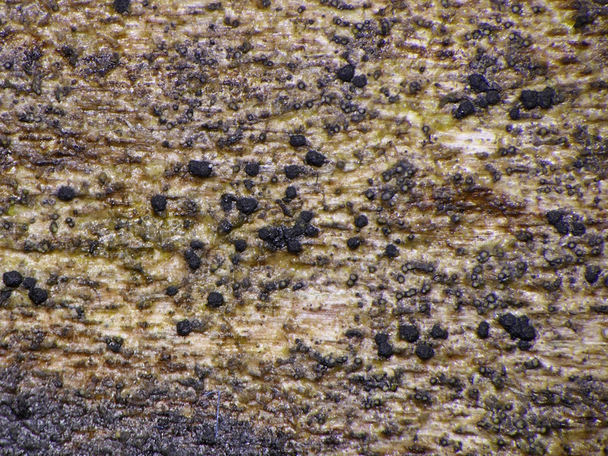 Micarea nigella (door Henk-Jan van der Kolk)