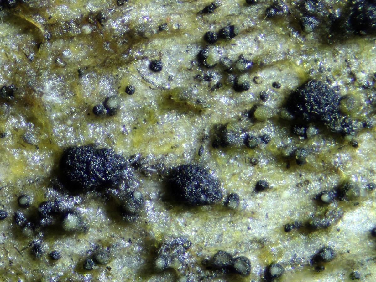 Micarea nigella (door Henk-Jan van der Kolk)