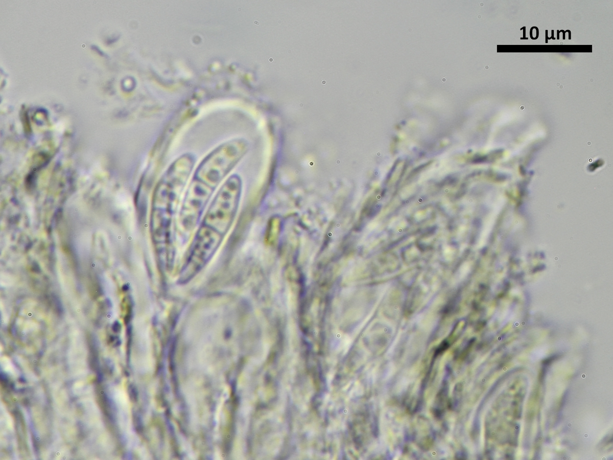 Micarea nitschkeana (door Henk-Jan van der Kolk)