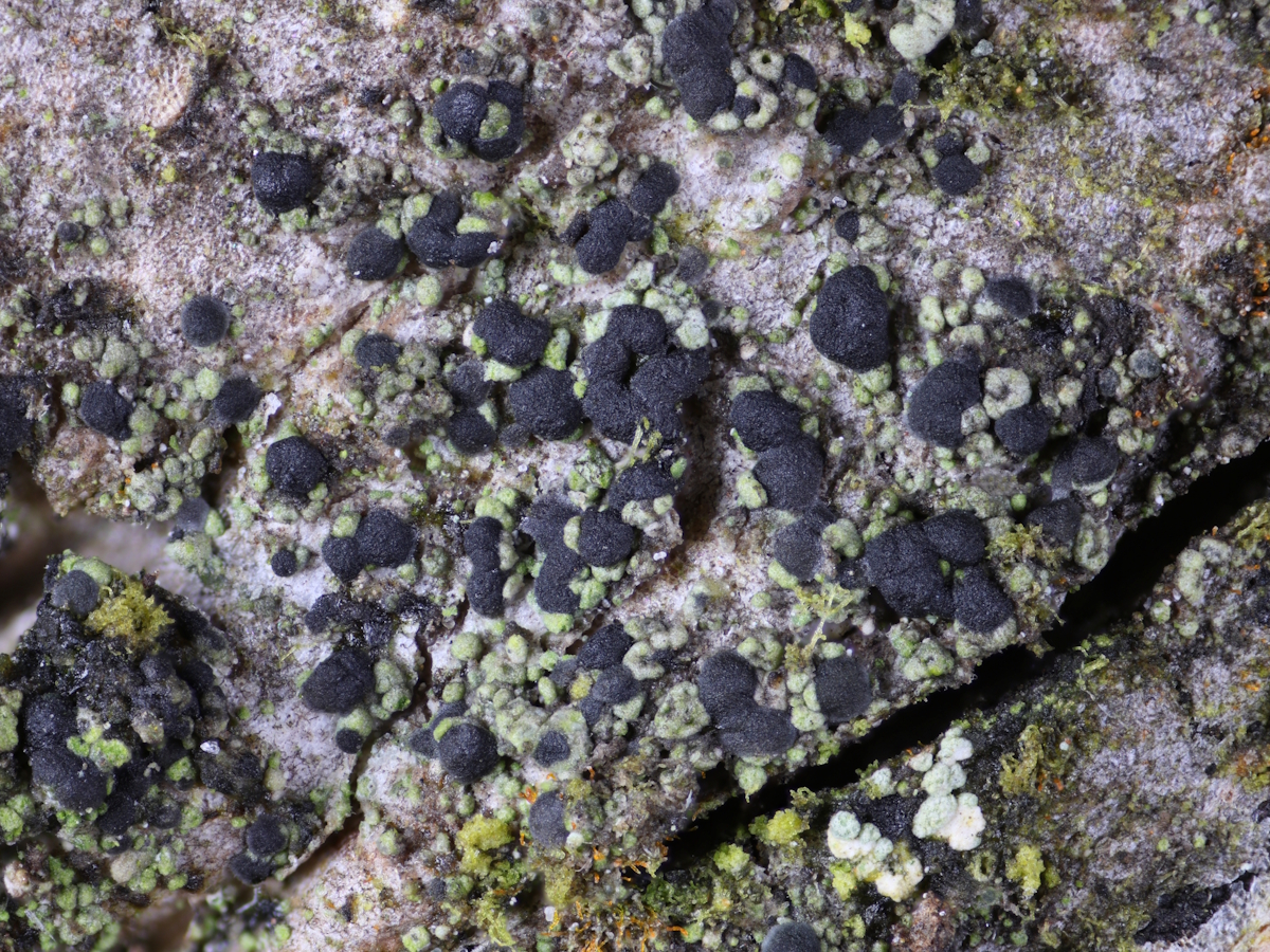 Micarea nitschkeana (door Henk-Jan van der Kolk)