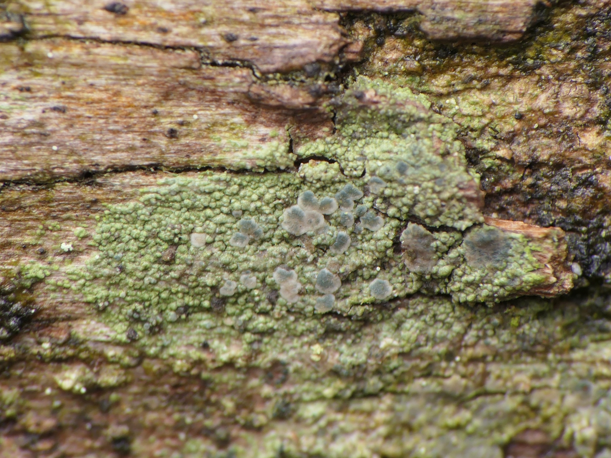 Micarea peliocarpa (door Henk-Jan van der Kolk)