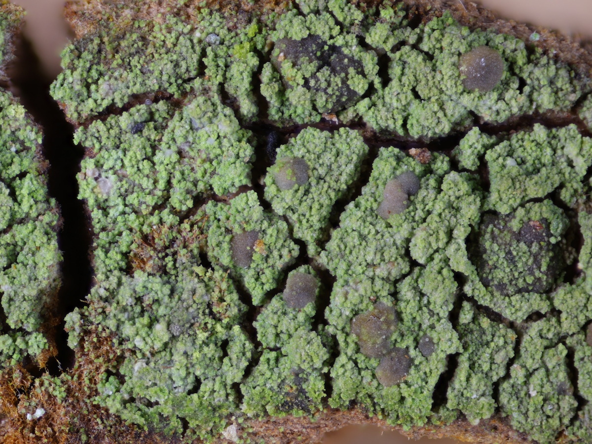 Micarea prasina (door Henk-Jan van der Kolk)