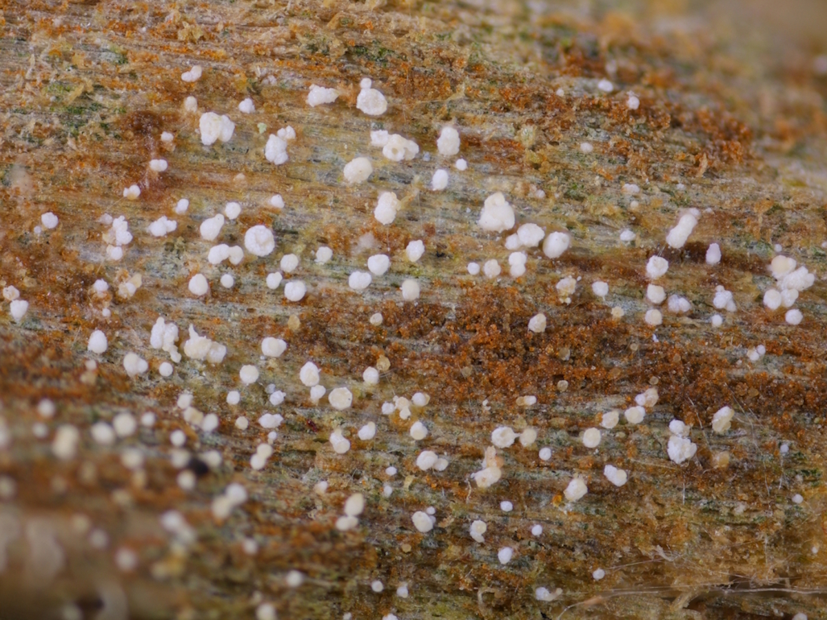 Micarea substipitata (door Henk-Jan van der Kolk)