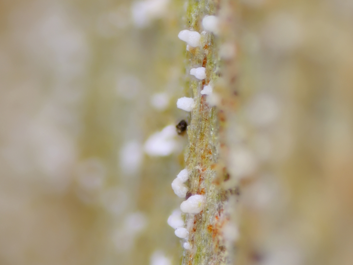 Micarea substipitata (door Henk-Jan van der Kolk)