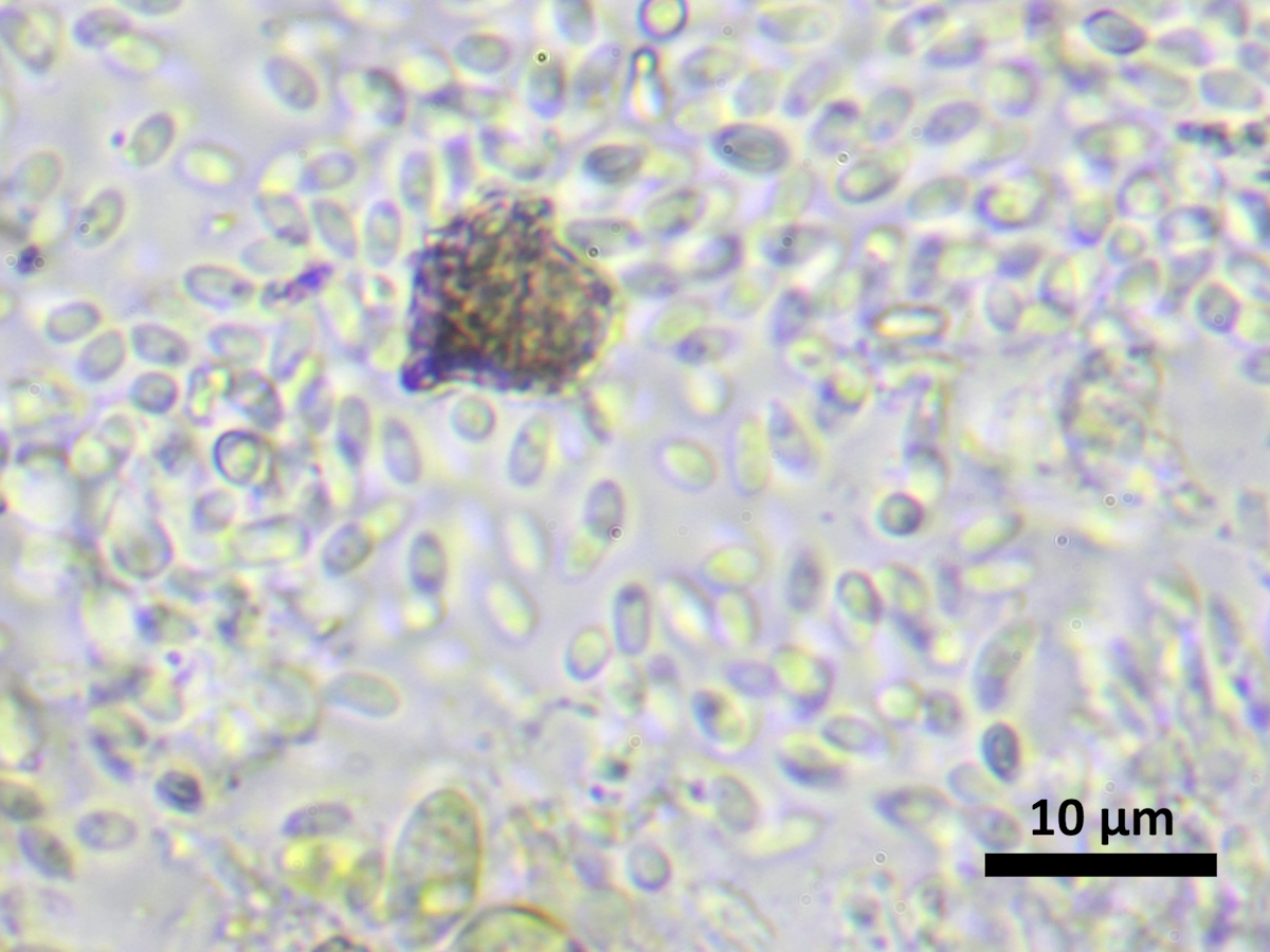 Micarea substipitata (door Henk-Jan van der Kolk)