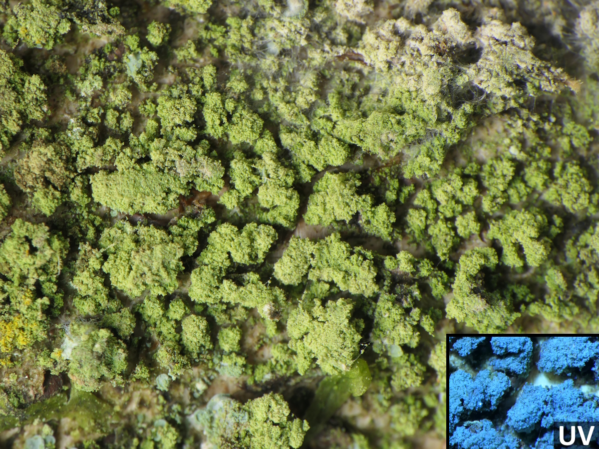 Micarea subviridescens (door Henk-Jan van der Kolk)