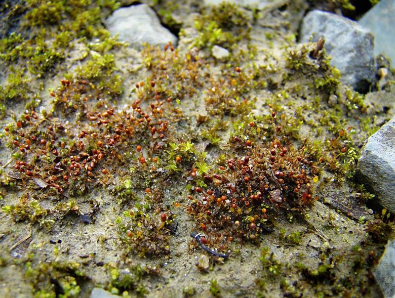 Microbryum davallianum var. conicum (door Luciën Calle)