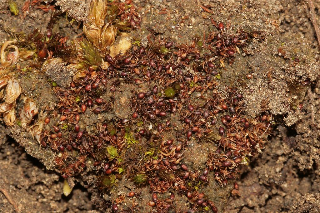 Microbryum curvicolle (door Jan Kersten)