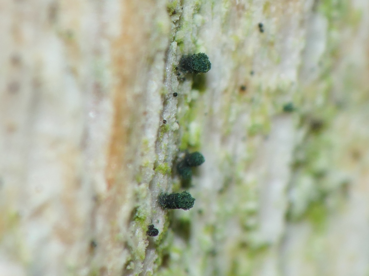 Microcalicium disseminatum (door Henk-Jan van der Kolk)