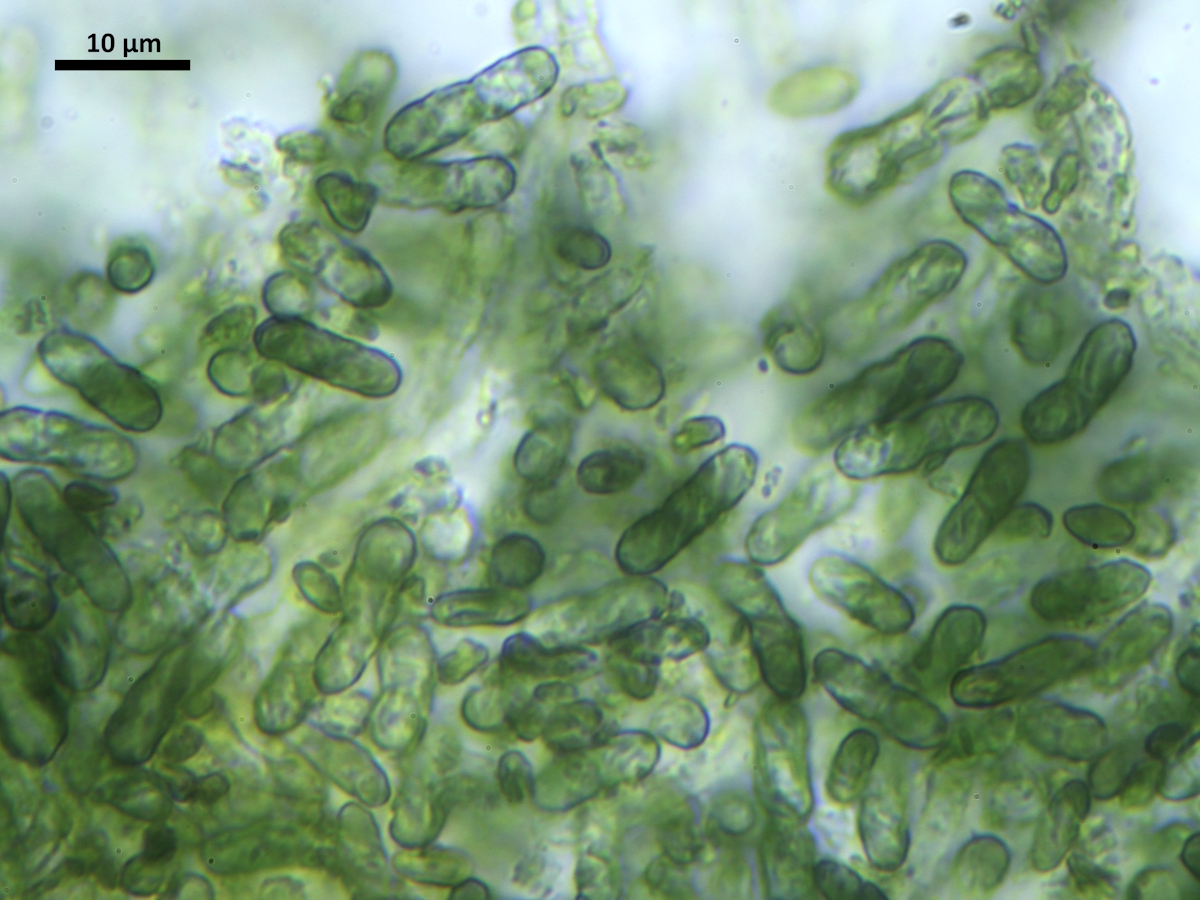 Microcalicium disseminatum (door Henk-Jan van der Kolk)