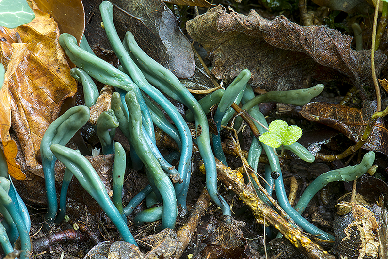 Microglossum olivaceum (door Nico Dam)