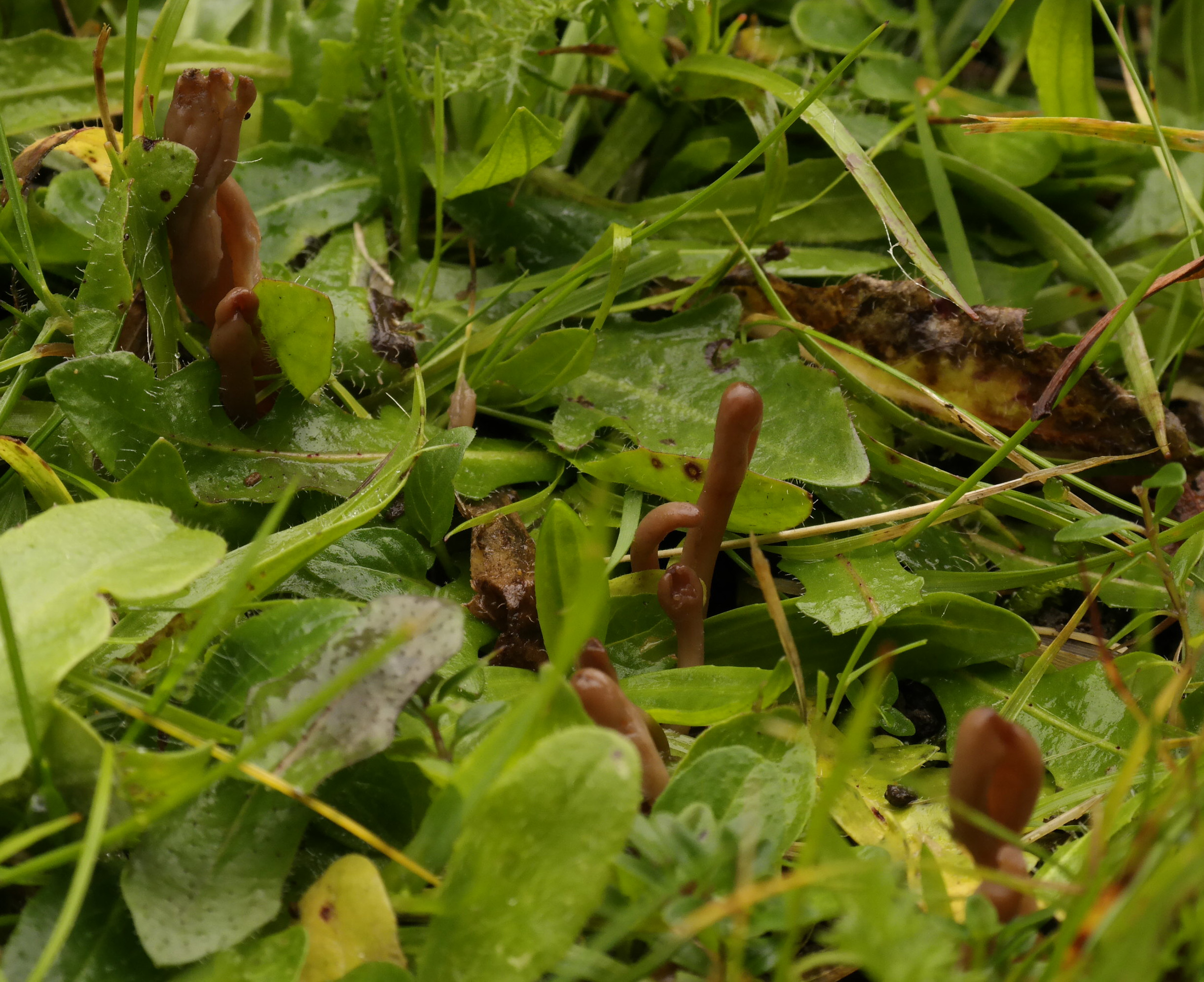 Microglossum rufescens (door Hannie Wijers)