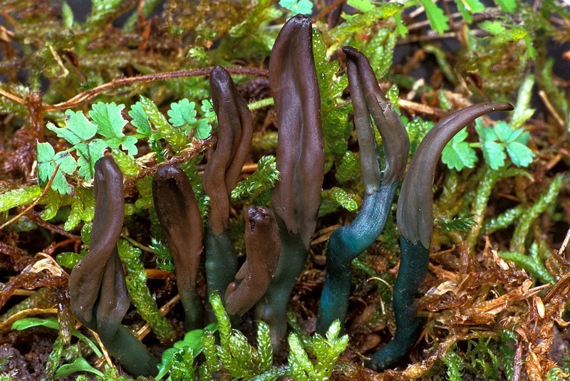 Microglossum nudipes (door Henk Huijser)