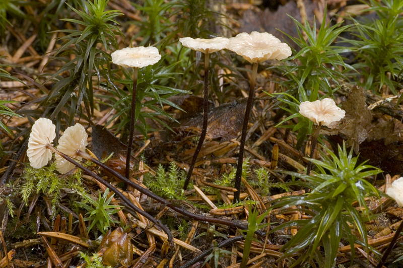 Gymnopus perforans (door Nico Dam)