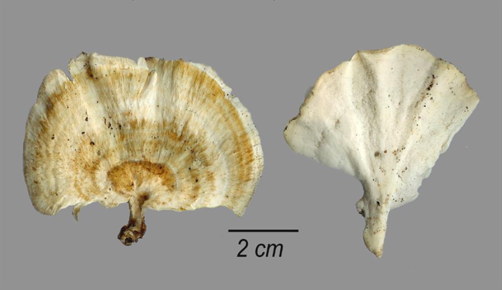 Microporus vernicipes (door Jaap Wisman)