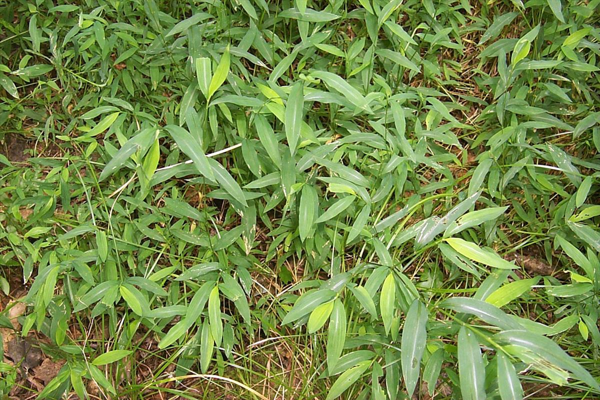 Microstegium vimineum (door Theresa Yednock (NPS))